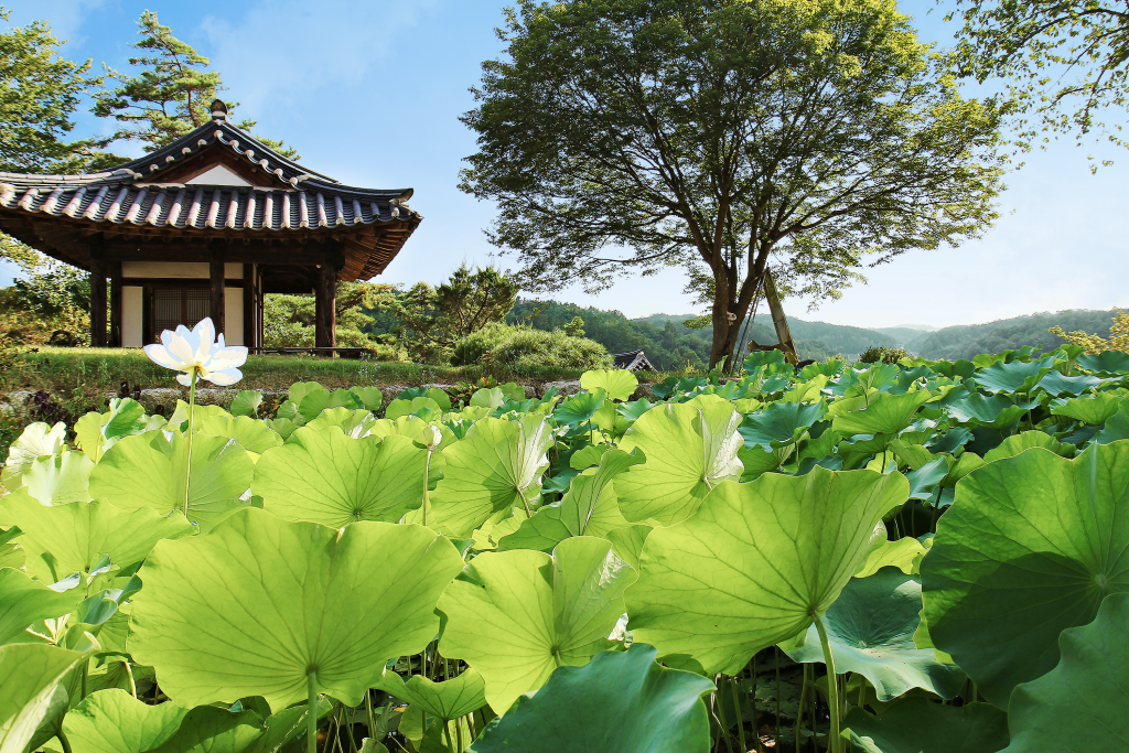 Hanok structure perched above a pond brimming with lilies
