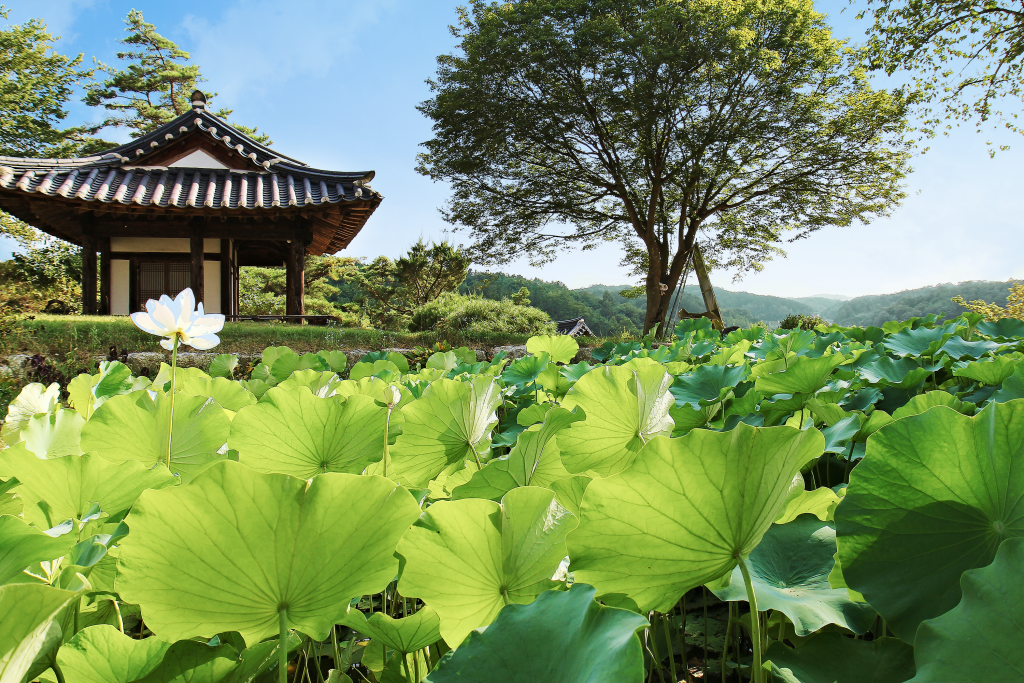 Hanok structure perched above a pond brimming with lilies 